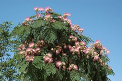 Vand Arbore de matase - Albizia Julibrissin- disponibil in primavara